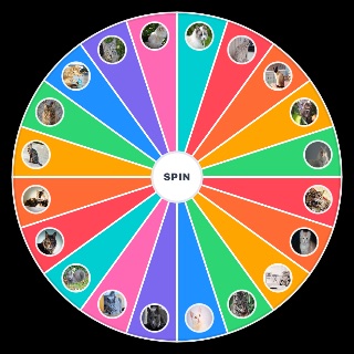 les chats les plus beaux Wheel
