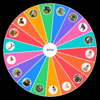 Best dog breeds! Wheel