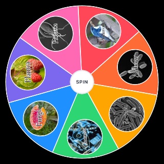Seven Kingdoms Wheel