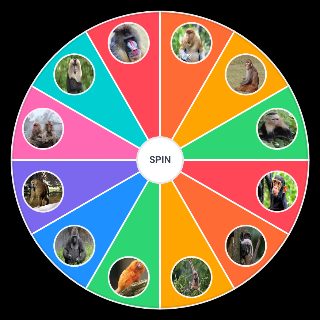 Spin the Wheel: Types of Monkeys