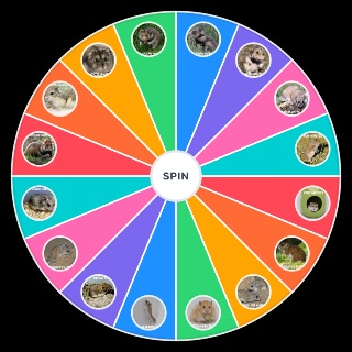 Random HAMSTER SPECIES Wheel
