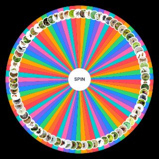 Spin the Wheel: des insectes