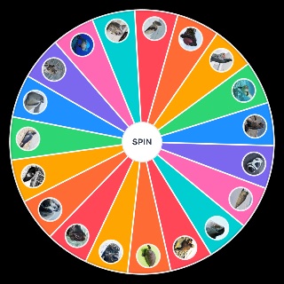 Spin the Wheel: Seal