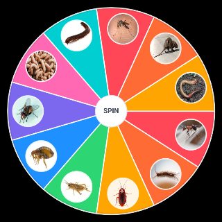 Common House Bugs Random Picker
