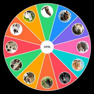 Random Colores de gatos. Wheel