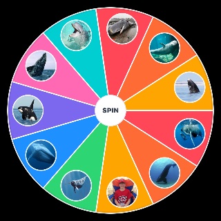 Spin the Wheel: Whale