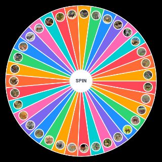 Spin the Wheel: Deer