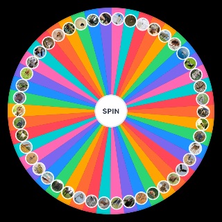 Spin the Wheel: Animals i could beat in a fair 1v1