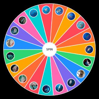 Random The Shark Wheel