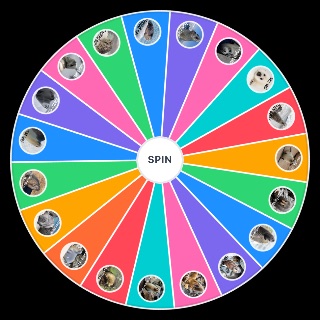 Spin the Wheel: Seal species