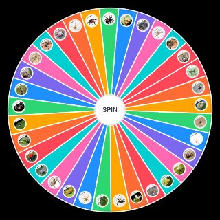 Spiders Random Picker