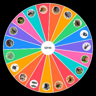 Spin the Wheel: Beetles