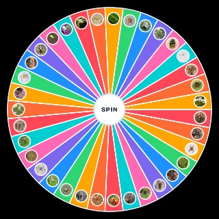 Spiders Wheel