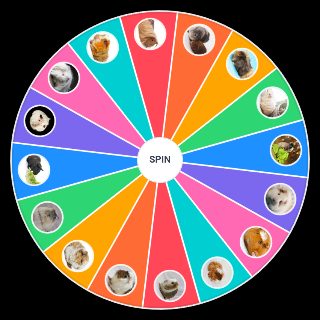 Spin the Wheel: Guinea Pig Breed