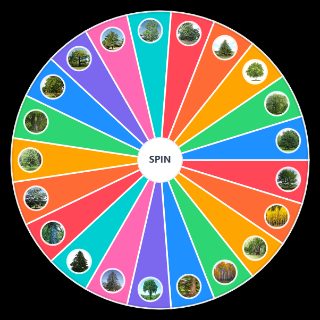 Spin the Wheel: Trees