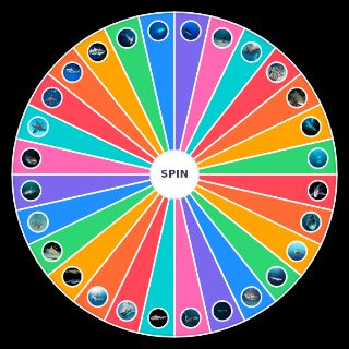 Ultimate Shark Wheel