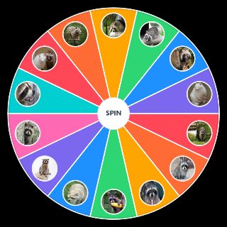 Spin the Wheel: Raccoon
