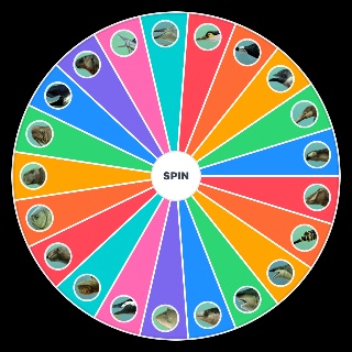 Mario Lanzas’ Cenozoic Ocean Animal Design Wheel