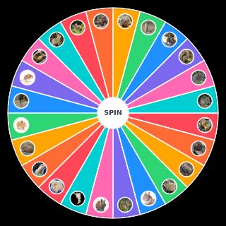 Random Rodent Wheel