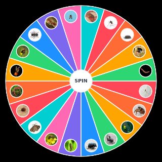 bichos Wheel
