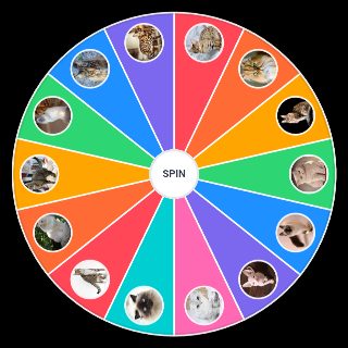 Spin the Wheel: razas de gatos