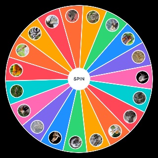 Random Süße Tiere Wheel