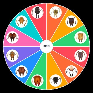 Ant Wheel