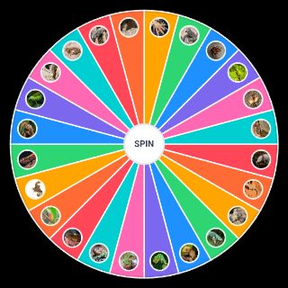 Pet lizards Random Generator
