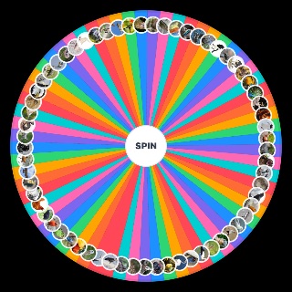 Random Iconic Birds Wheel