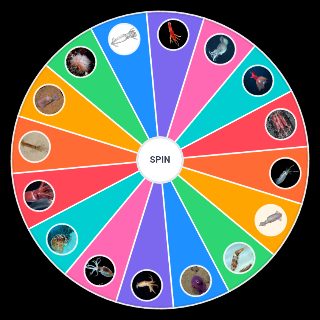 Spin the Wheel: Squids