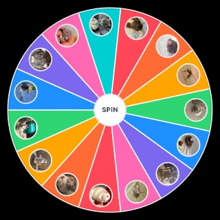 Pick a Random Rat 🐀🐀🐀🐀