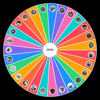 duck Wheel