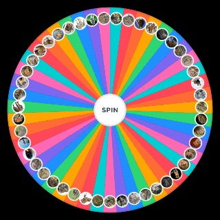 Spin the Wheel: Big cats