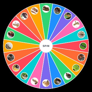 Pet Reptiles Wheel