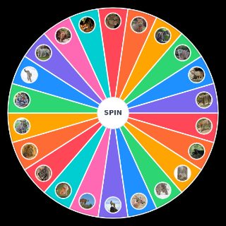 Spin the Wheel: Cat