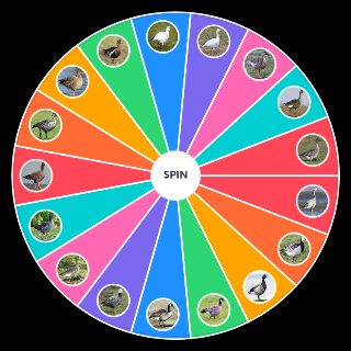 Goose species Random Picker