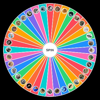 Spin the Wheel: Dangerous animals