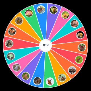 Random Moth Wheel