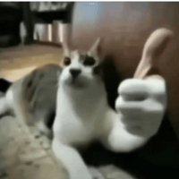 1793357282098 5d188571 — Memes option 74