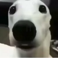 1793357283553 14ead394 — Memes option 99